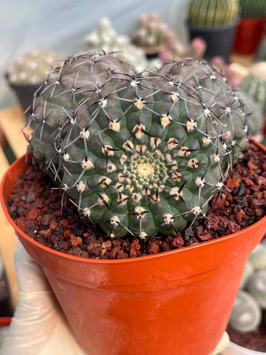 Gymnocalycium Bodenbenderianum Triple Head #507 | Rare Collector Cactus | WYSIWYG