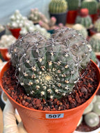Gymnocalycium Bodenbenderianum Triple Head #507 | Rare Collector Cactus | WYSIWYG
