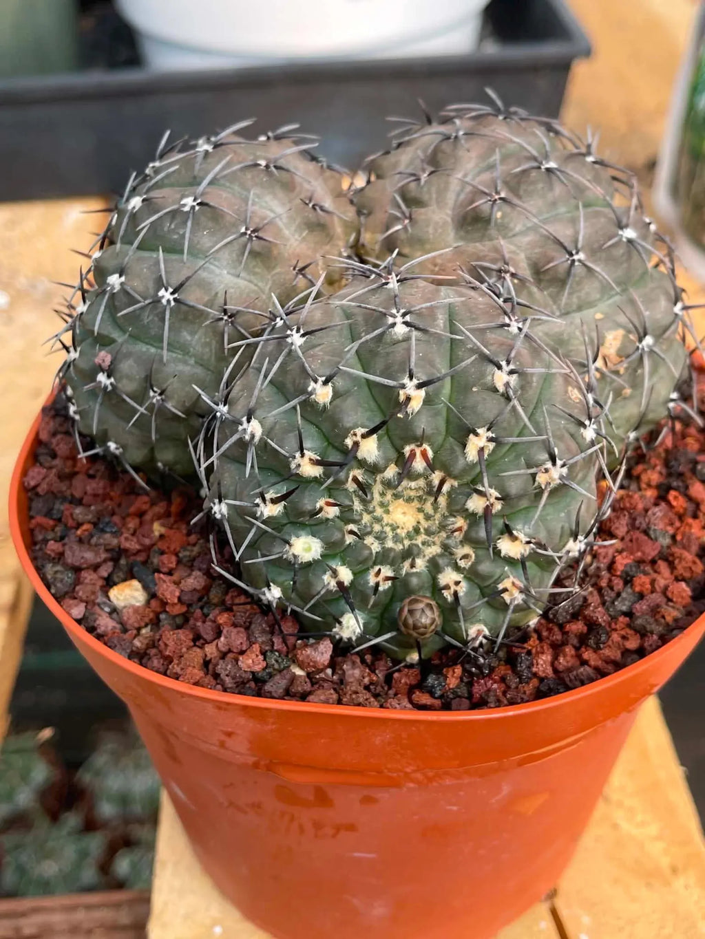 Gymnocalycium Bodenbenderianum Triple Head #507 | Rare Collector Cactus | WYSIWYG