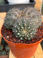 Gymnocalycium Bodenbenderianum Triple Head #507 | Rare Collector Cactus | WYSIWYG