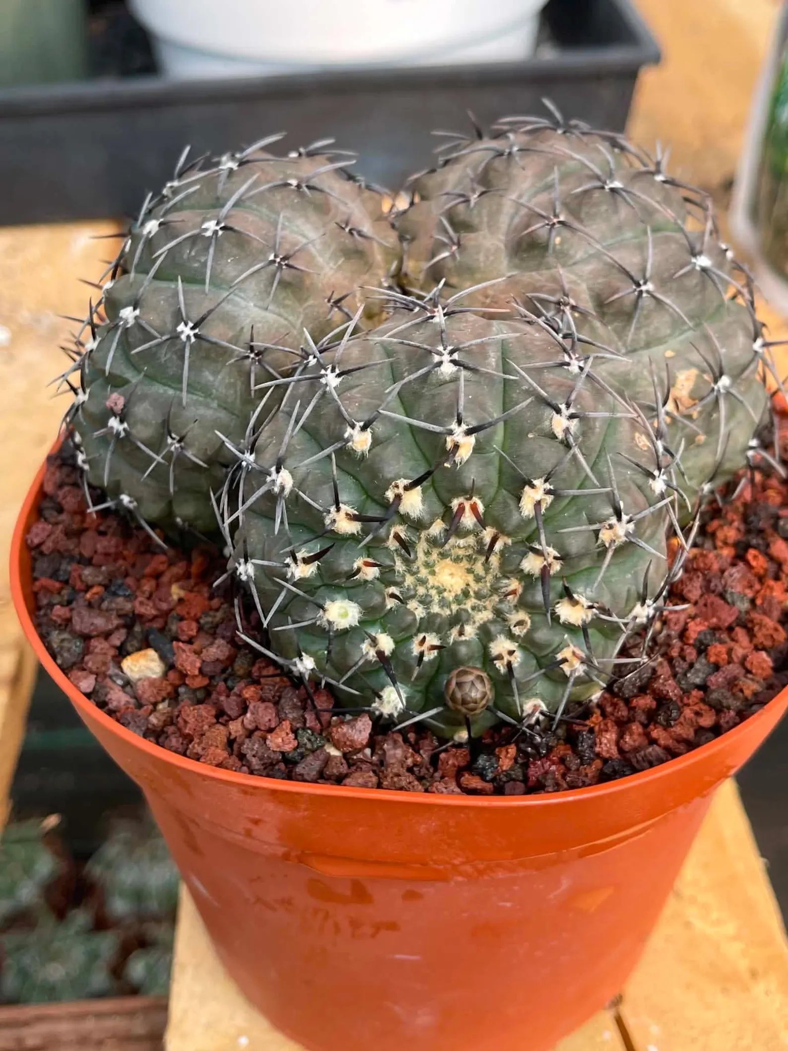 Gymnocalycium Bodenbenderianum Triple Head #507 | Rare Collector Cactus | WYSIWYG