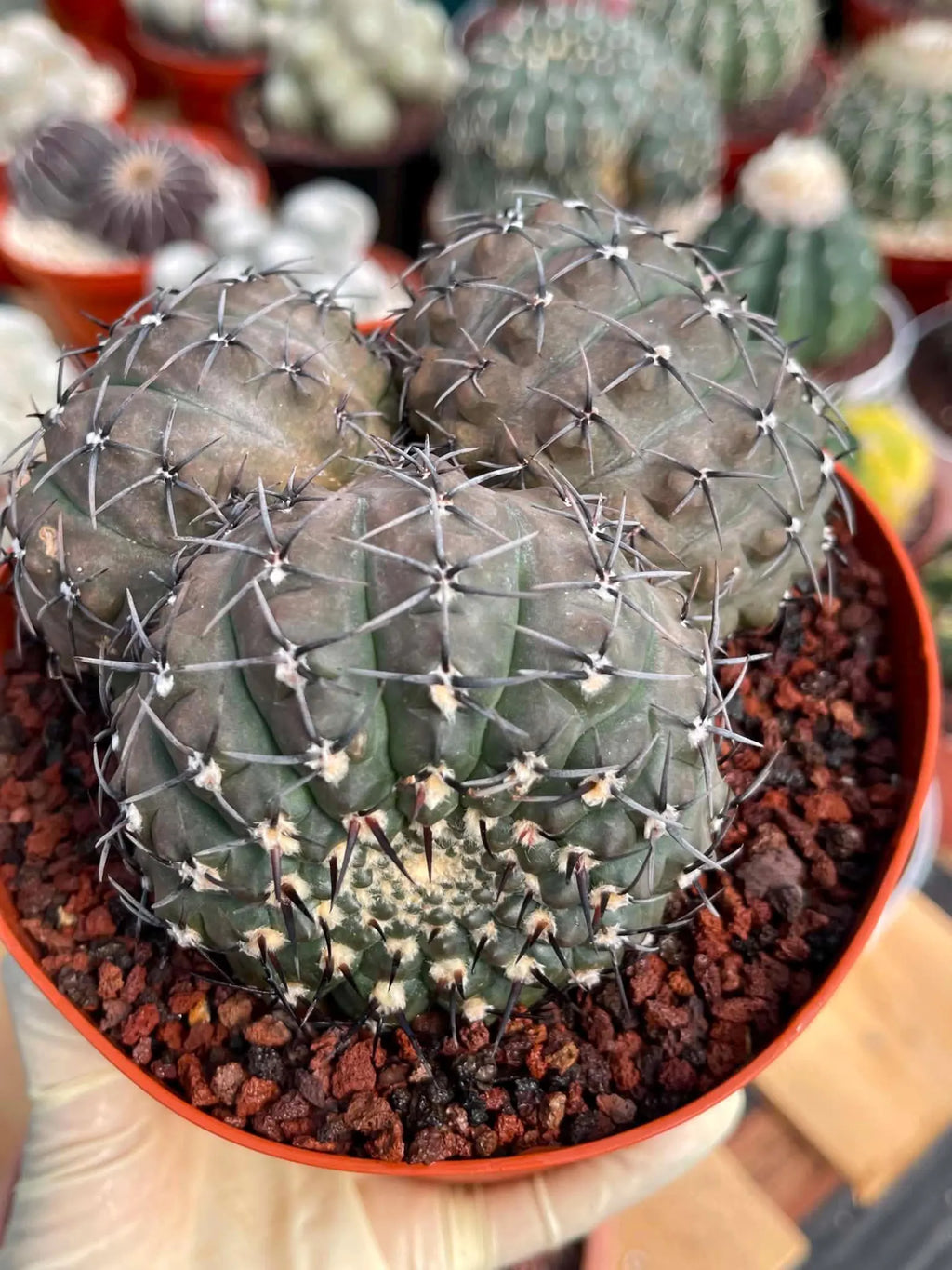 Gymnocalycium Bodenbenderianum Triple Head #507 | Rare Collector Cactus | WYSIWYG