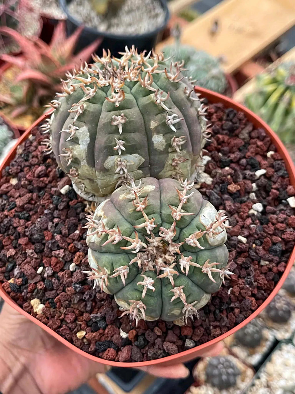 Gymnocalycium Spegazzinii Unguispinum | Rare Live Collector Cactus #330
