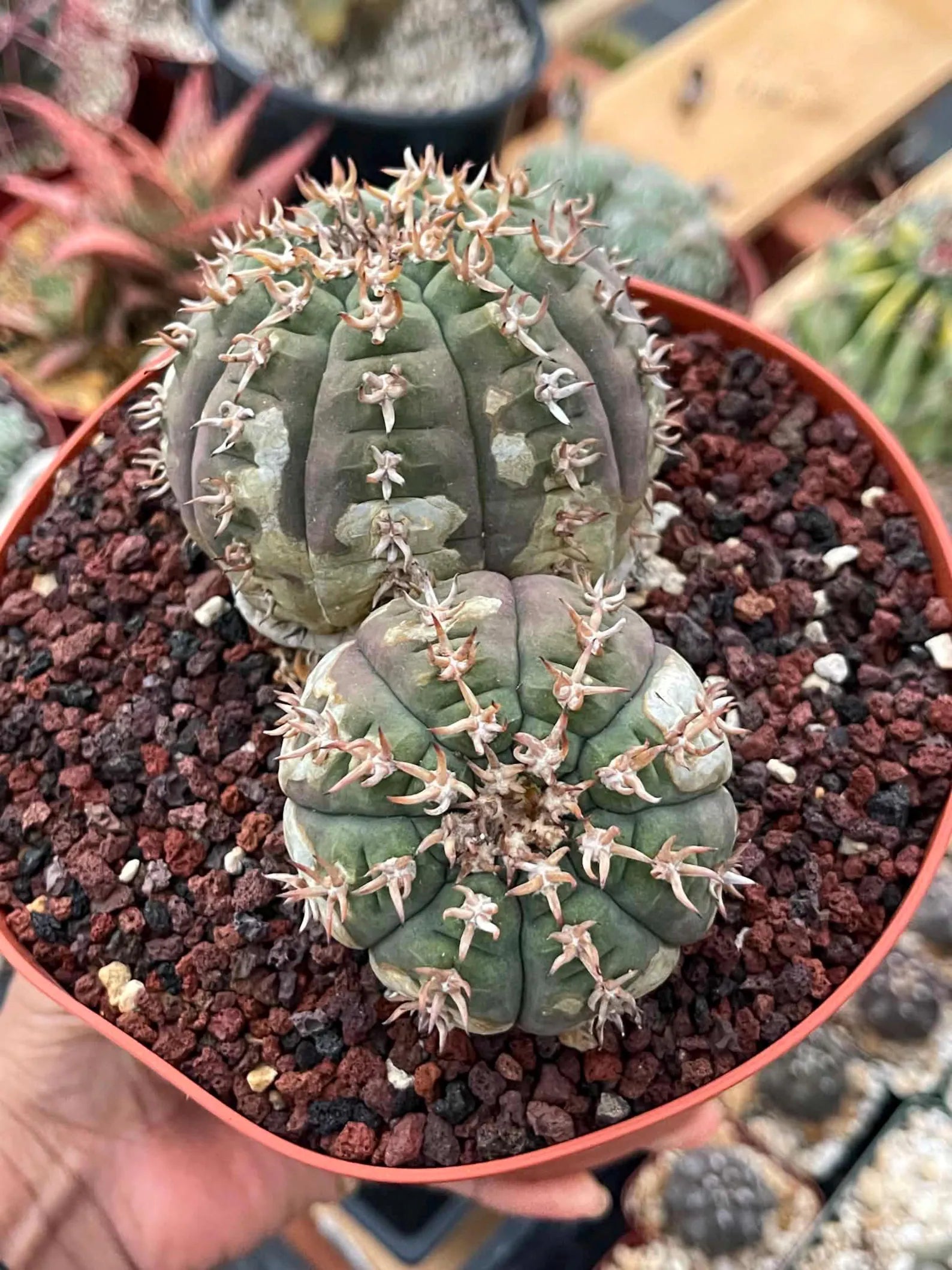 Gymnocalycium Spegazzinii Unguispinum | Rare Live Collector Cactus #330