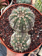 Gymnocalycium Spegazzinii Unguispinum | Rare Live Collector Cactus #330