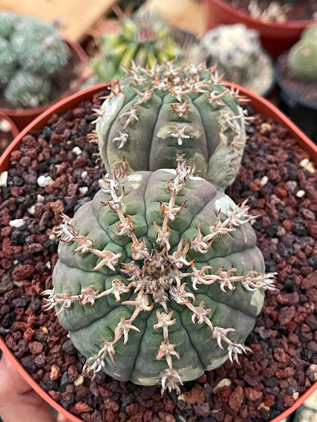 Gymnocalycium Spegazzinii Unguispinum | Rare Live Collector Cactus #330