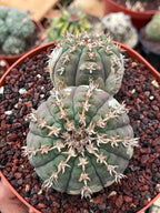 Gymnocalycium Spegazzinii Unguispinum | Rare Live Collector Cactus #330