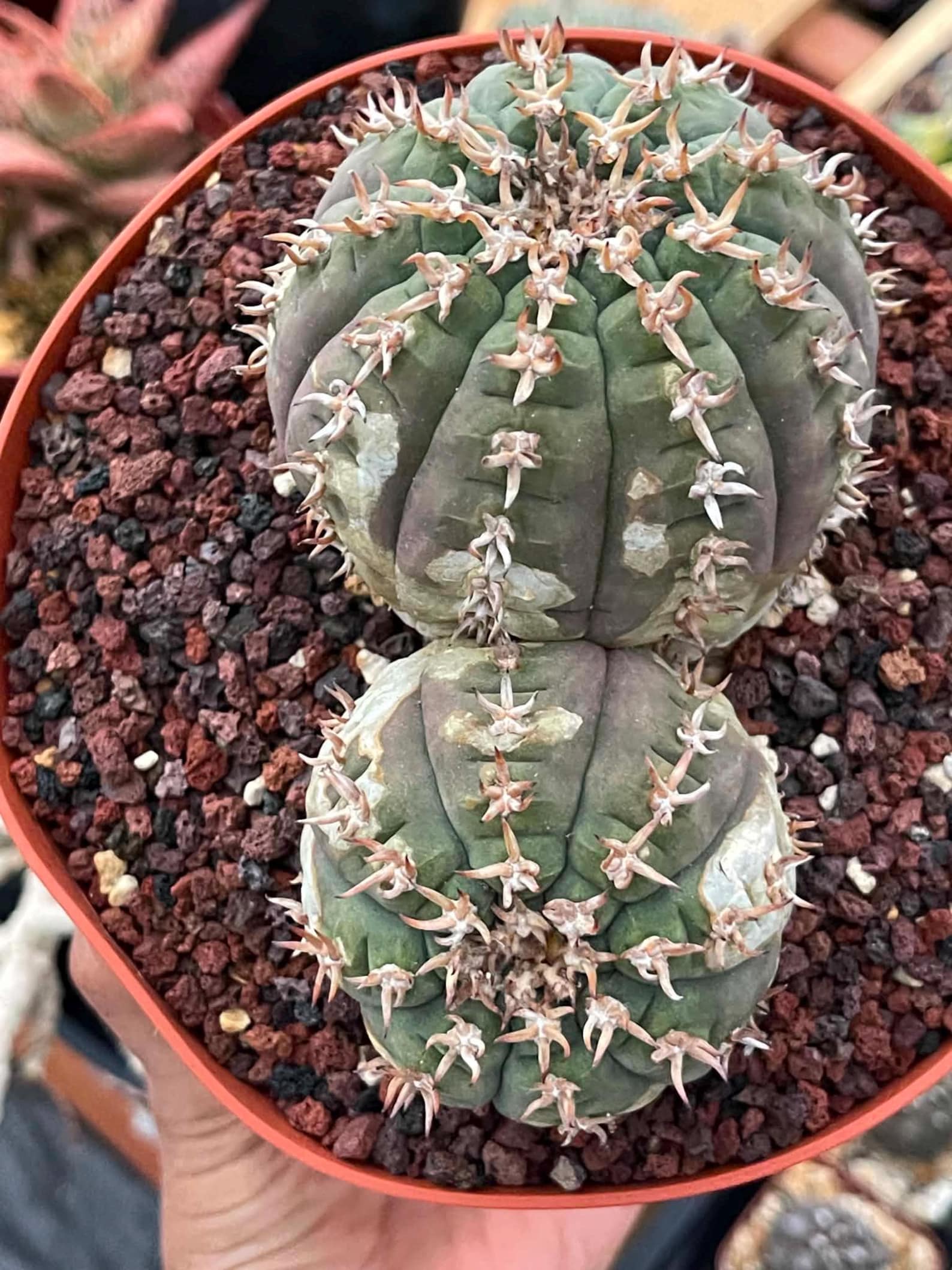 Gymnocalycium Spegazzinii Unguispinum | Rare Live Collector Cactus #330