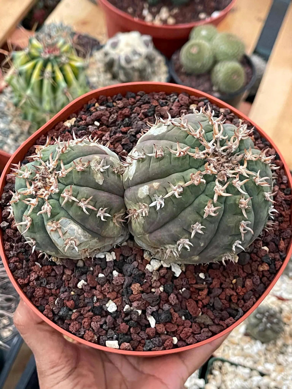 Gymnocalycium Spegazzinii Unguispinum | Rare Live Collector Cactus #330