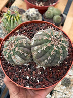 Gymnocalycium Spegazzinii Unguispinum | Rare Live Collector Cactus #330