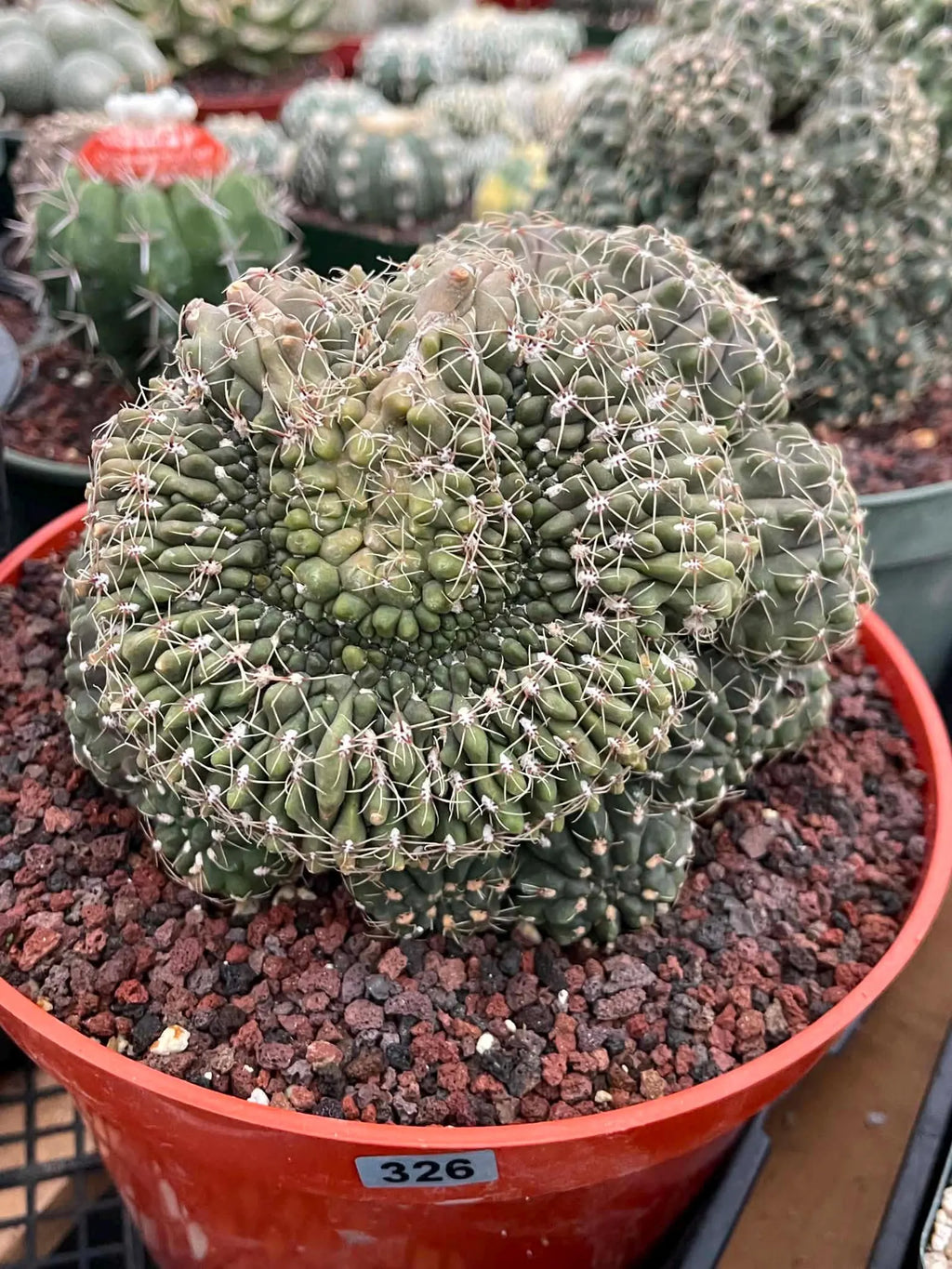 Crested Gymnocalycium Baldianum Cluster #326