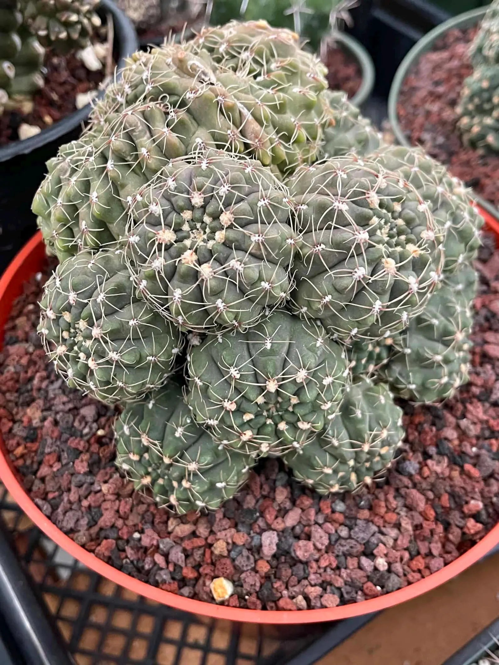 Crested Gymnocalycium Baldianum Cluster #326