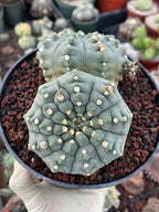 Gymnocalycium Vaterii Spineless Double Heads | Live Cactus | 6" Pot | #162