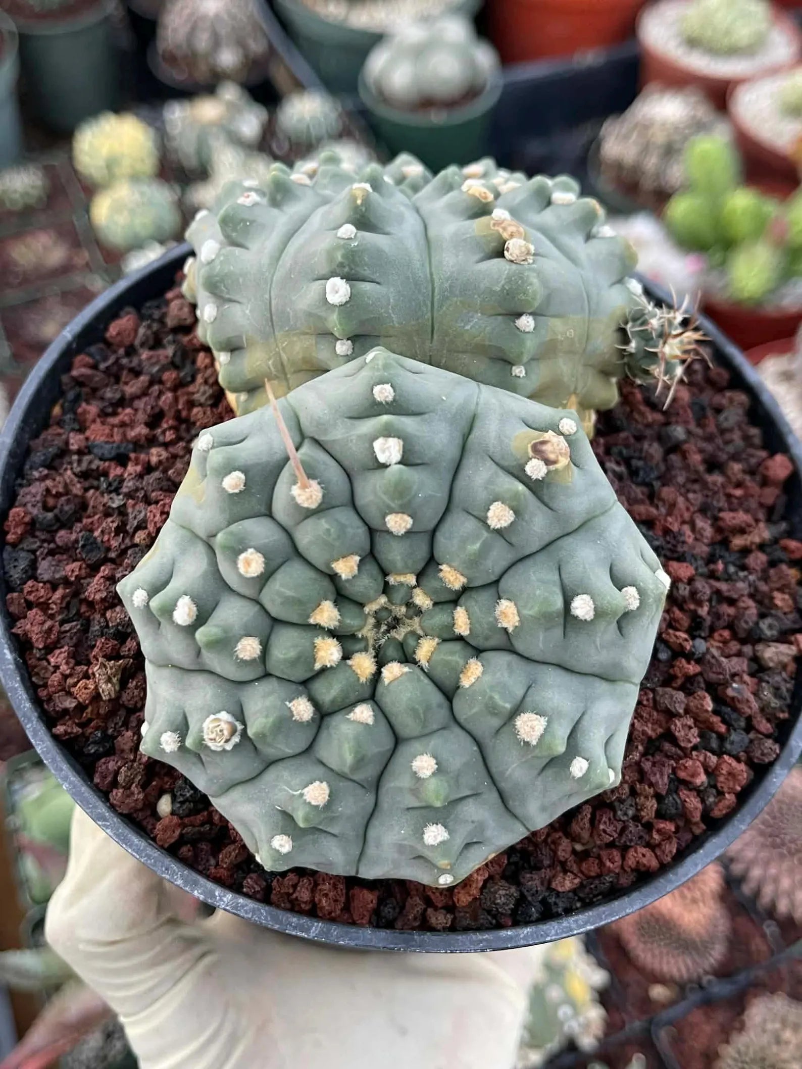 Gymnocalycium Vaterii Spineless Double Heads | Live Cactus | 6" Pot | #162