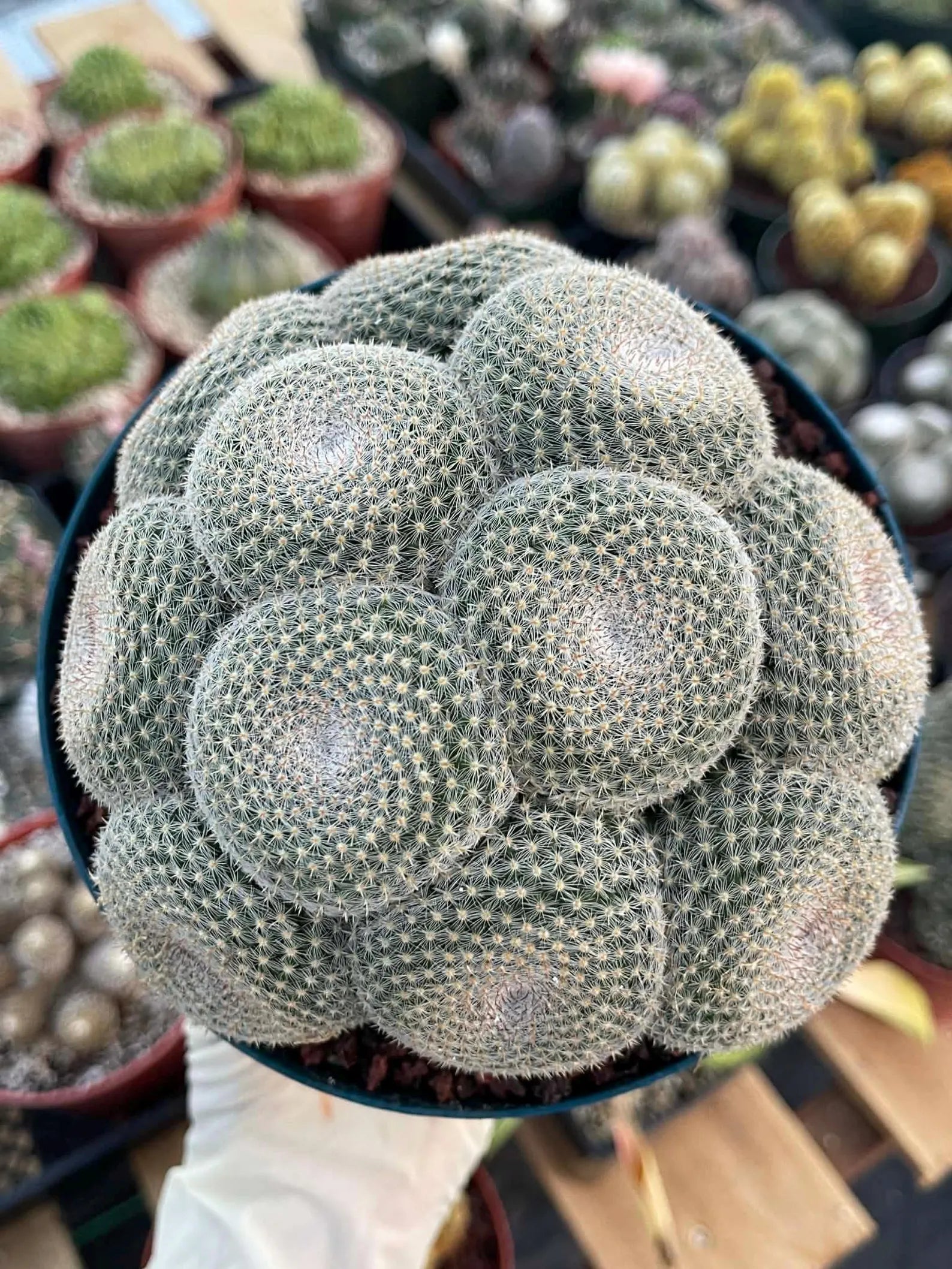 Mammillaria Perbella Cluster Cactus #699