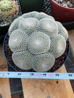 Mammillaria Perbella Cluster Cactus #369