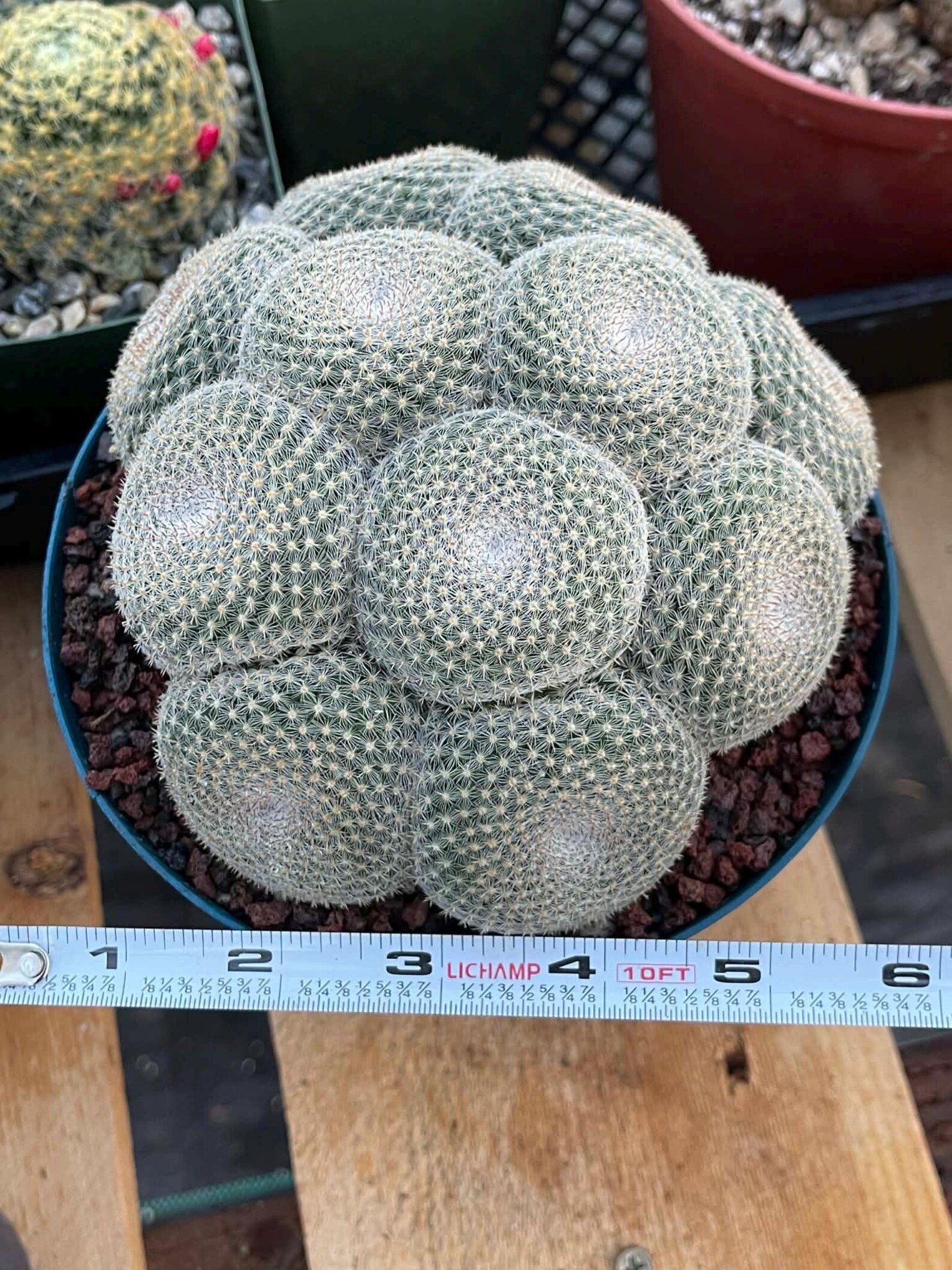 Mammillaria Perbella Cluster Cactus #369
