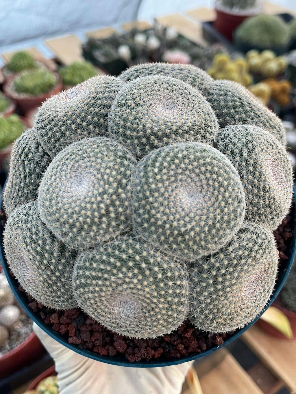 Mammillaria Perbella Cluster Cactus #369