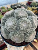 Mammillaria Perbella Cluster Cactus #369