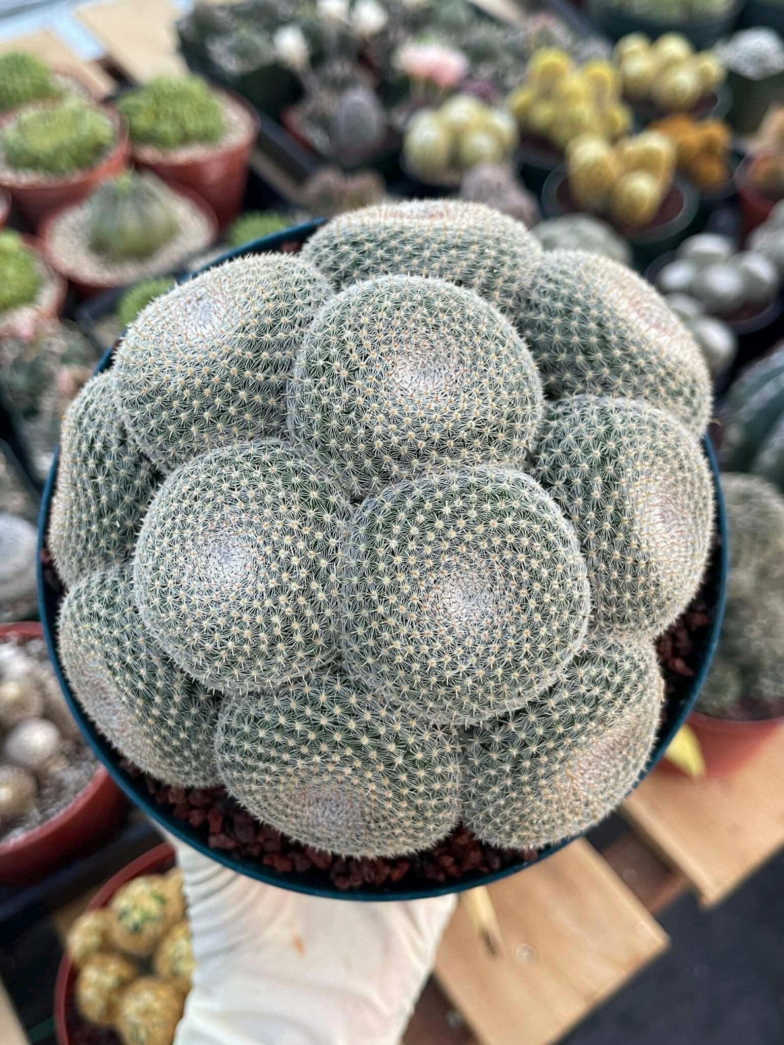Mammillaria Perbella Cluster Cactus #369