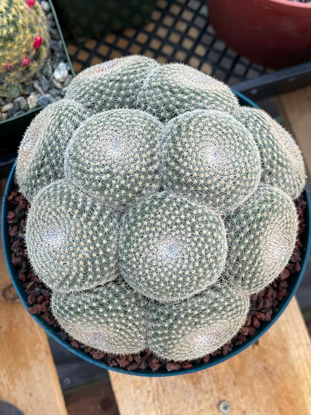 Mammillaria Perbella Cluster Cactus #369