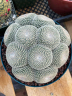 Mammillaria Perbella Cluster Cactus #369