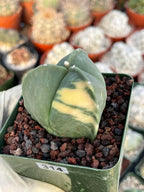Variegated Astrophytum Myriostigma | Seed Grown Live Cactus | Rare Plant #314