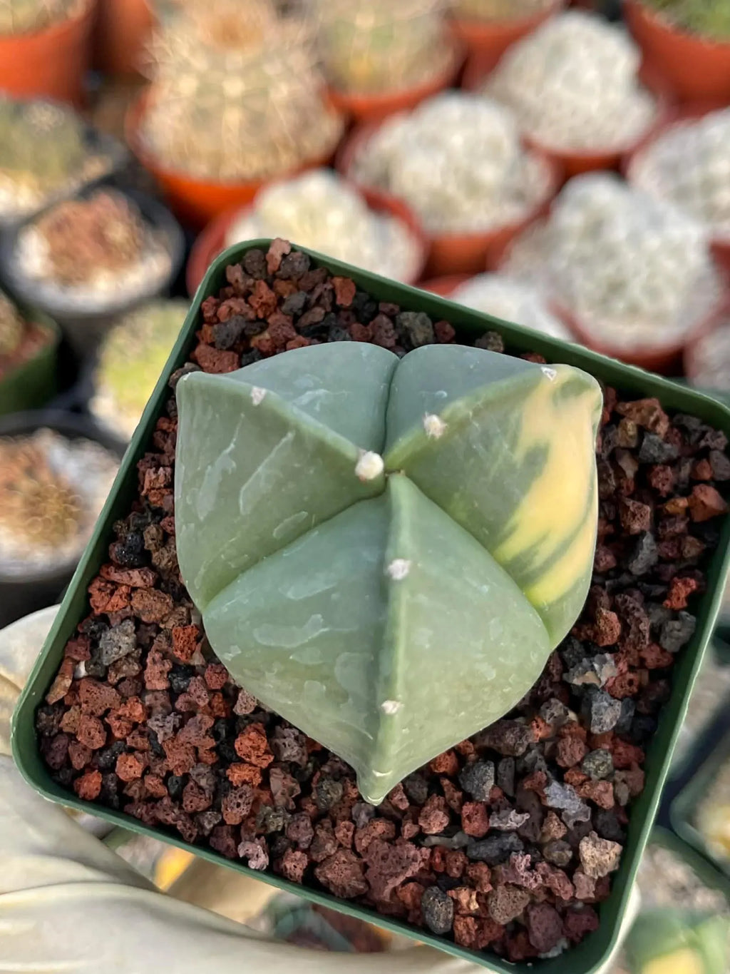Variegated Astrophytum Myriostigma | Seed Grown Live Cactus | Rare Plant #314