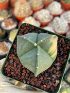 Variegated Astrophytum Myriostigma | Seed Grown Live Cactus | Rare Plant #314