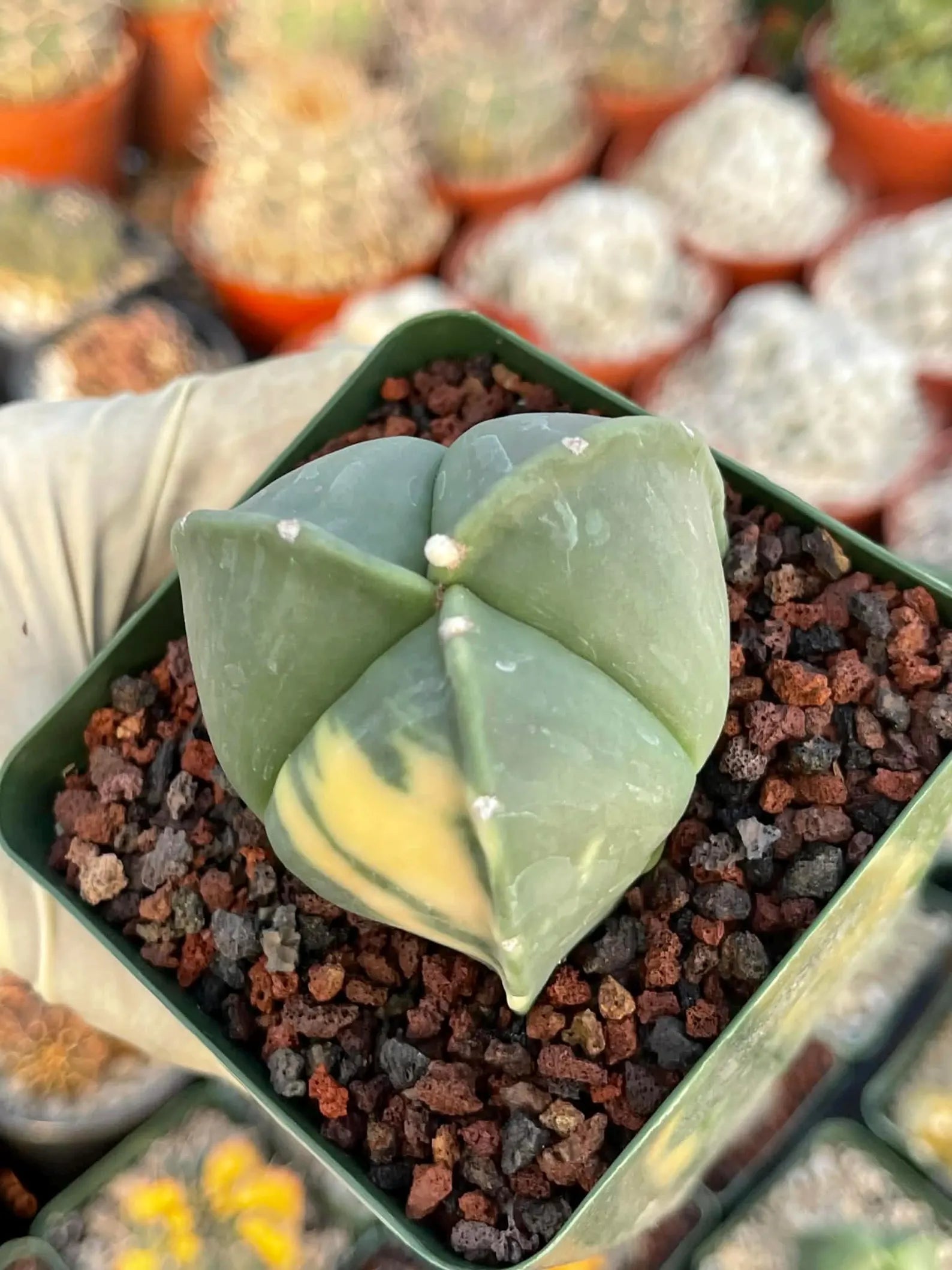 Variegated Astrophytum Myriostigma | Seed Grown Live Cactus | Rare Plant #314