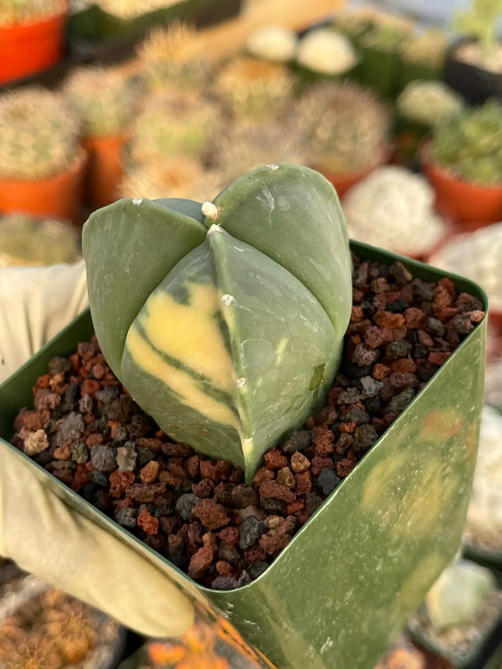 Variegated Astrophytum Myriostigma | Seed Grown Live Cactus | Rare Plant #314