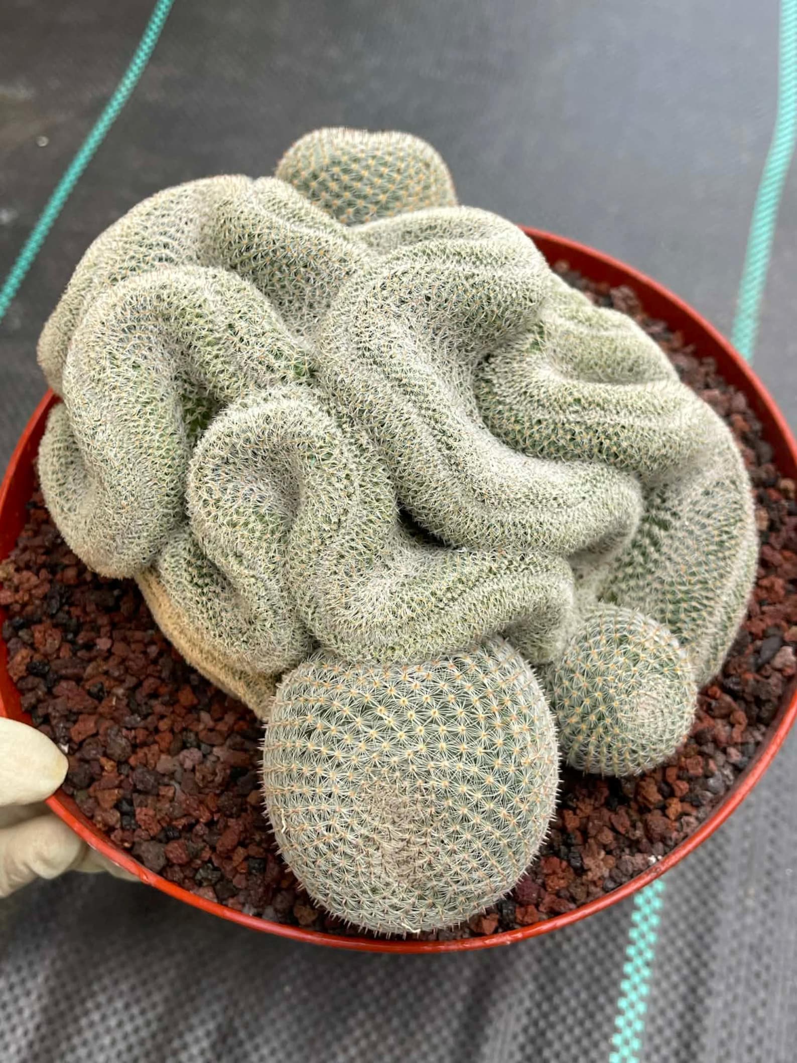 Crested Mammillaria Perbella #368 | Rare Live Cactus | 7" Pot