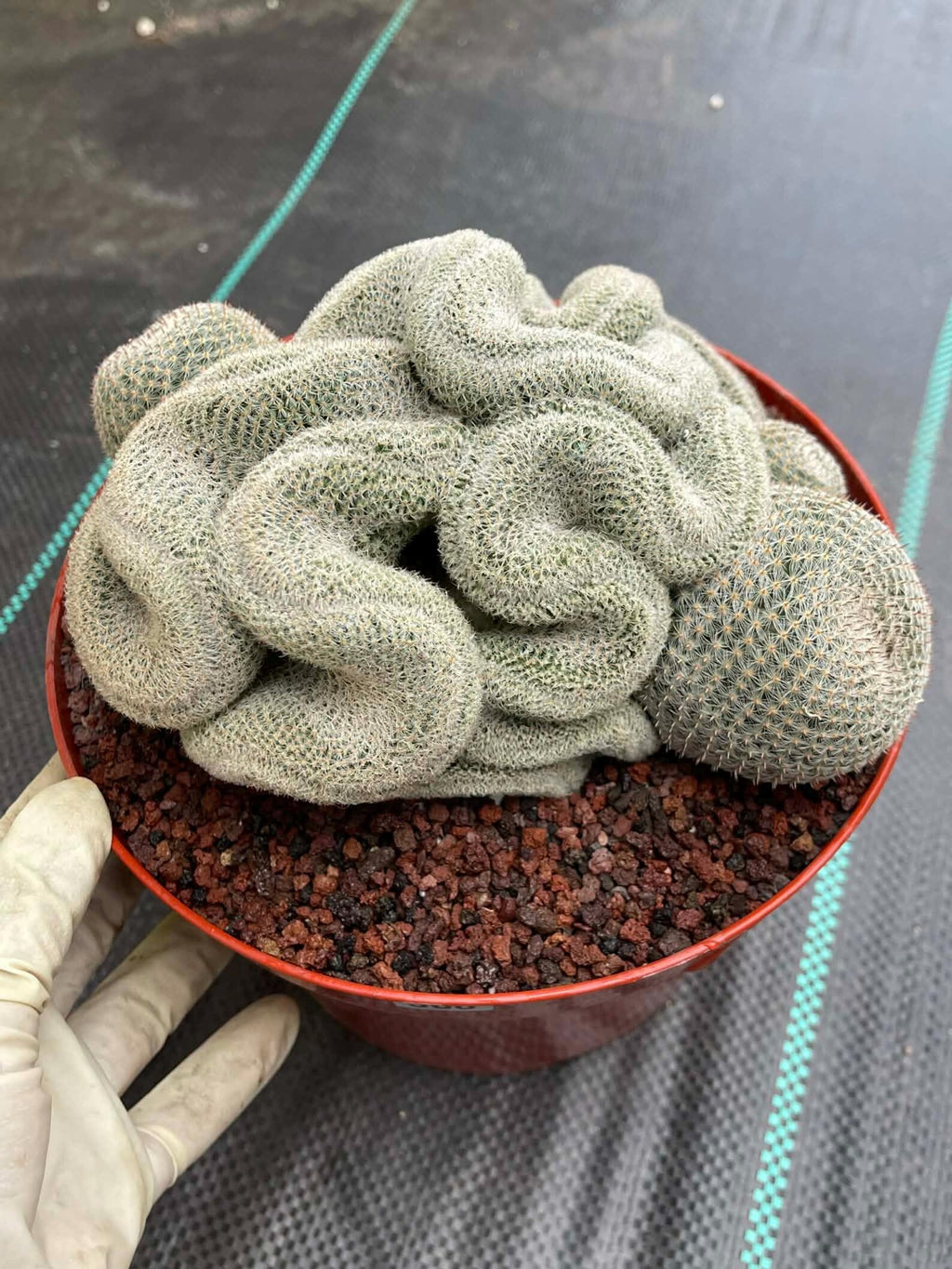 Crested Mammillaria Perbella #368 | Rare Live Cactus | 7" Pot