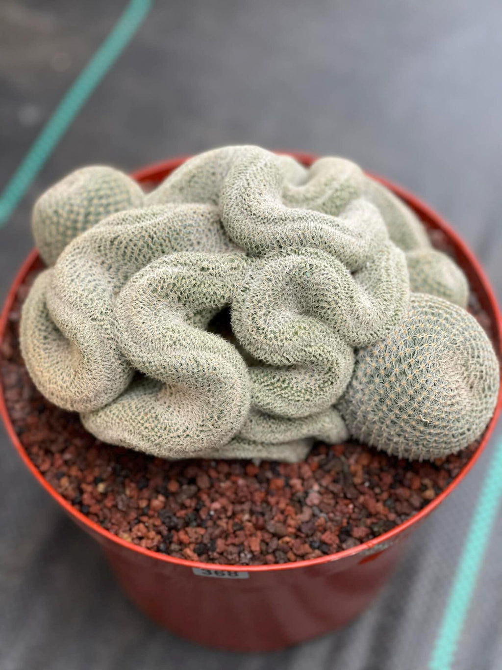 Crested Mammillaria Perbella #368 | Rare Live Cactus | 7" Pot