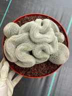 Crested Mammillaria Perbella #368 | Rare Live Cactus | 7" Pot