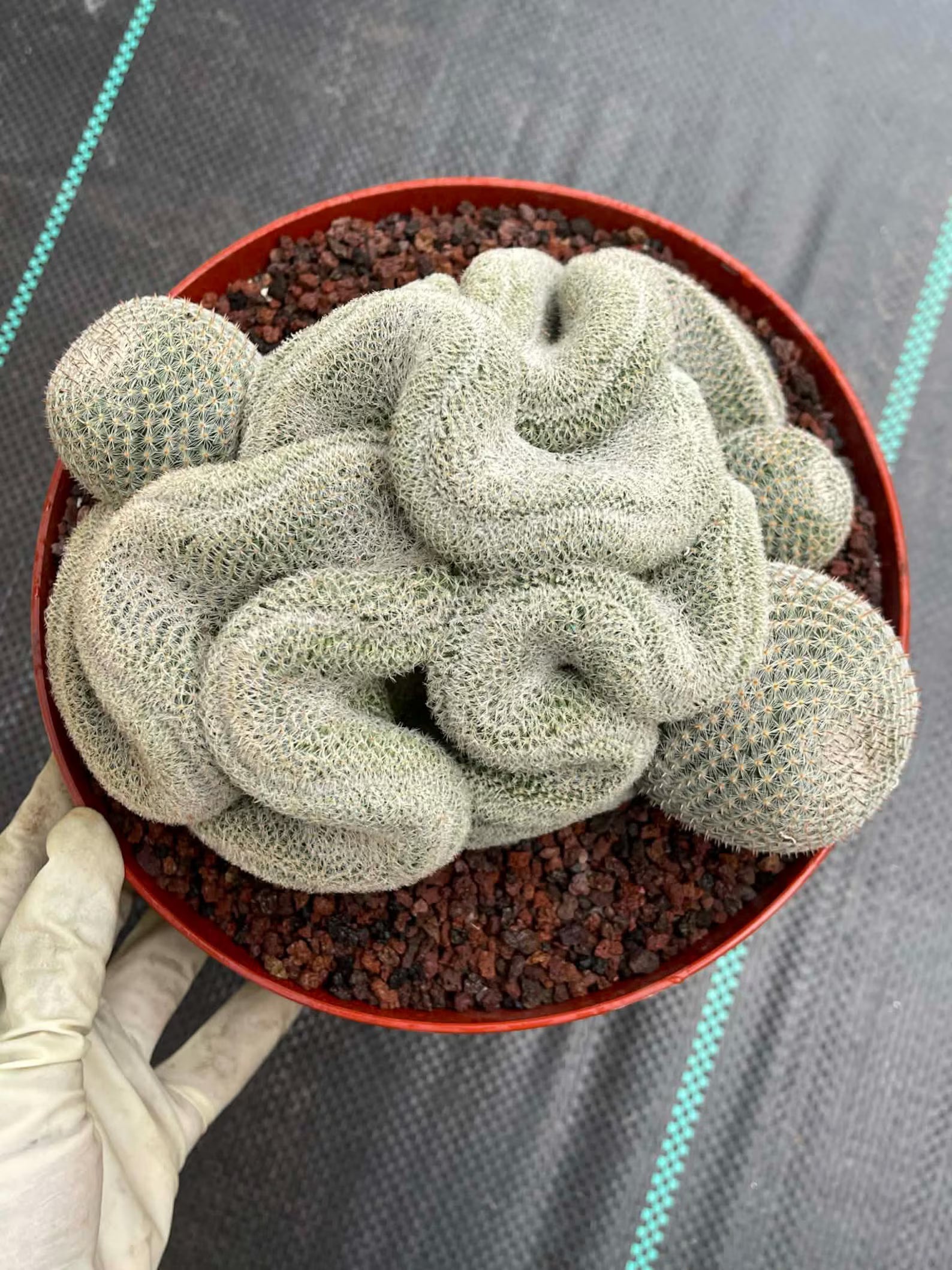 Crested Mammillaria Perbella #368 | Rare Live Cactus | 7" Pot