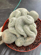 Crested Mammillaria Perbella #368 | Rare Live Cactus | 7" Pot