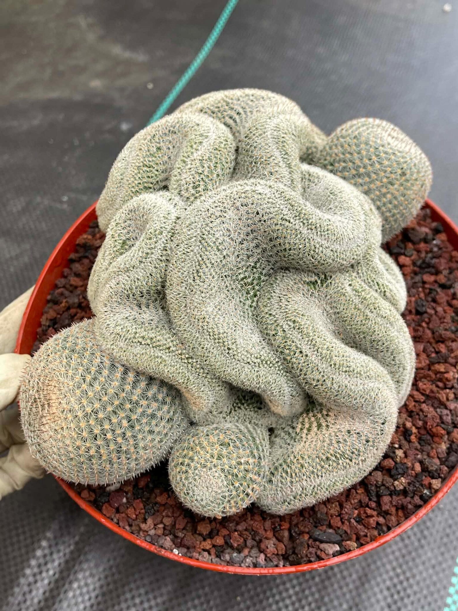 Crested Mammillaria Perbella #368 | Rare Live Cactus | 7" Pot