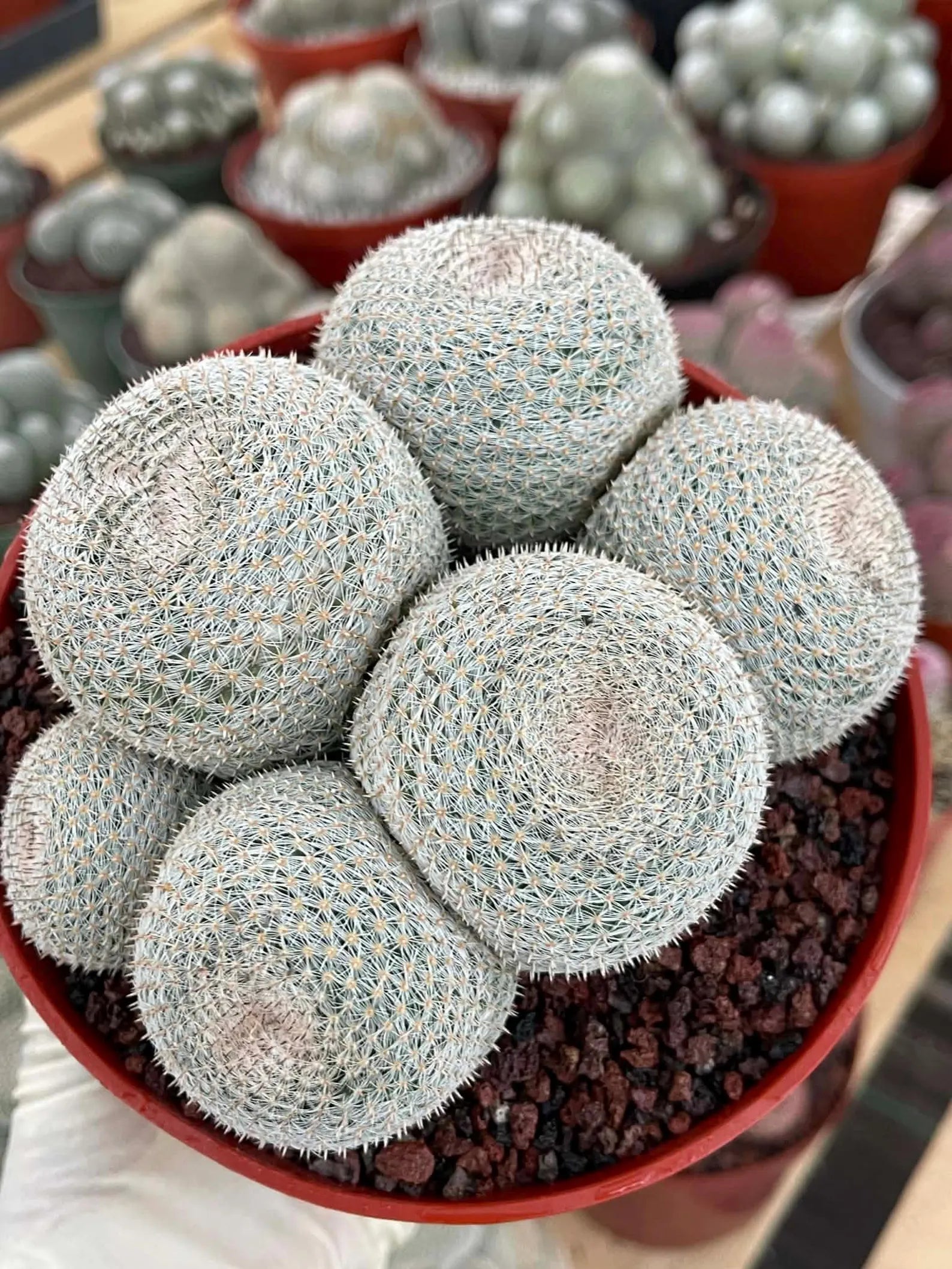 Mammillaria Perbella Cluster Cactus #389