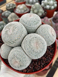 Mammillaria Perbella Cluster | Rare Specimen Cactus #389
