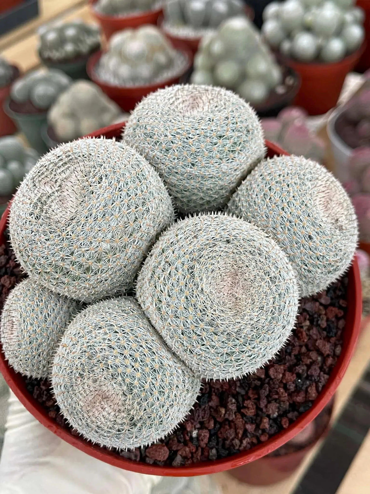 Mammillaria Perbella Cluster | Rare Specimen Cactus #389