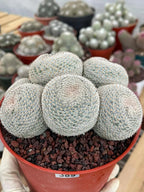 Mammillaria Perbella Cluster Cactus #389