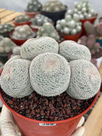Mammillaria Perbella Cluster | Rare Specimen Cactus #389
