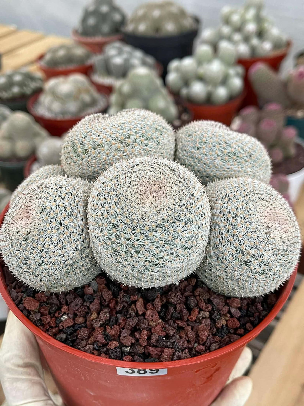 Mammillaria Perbella Cluster | Rare Specimen Cactus #389