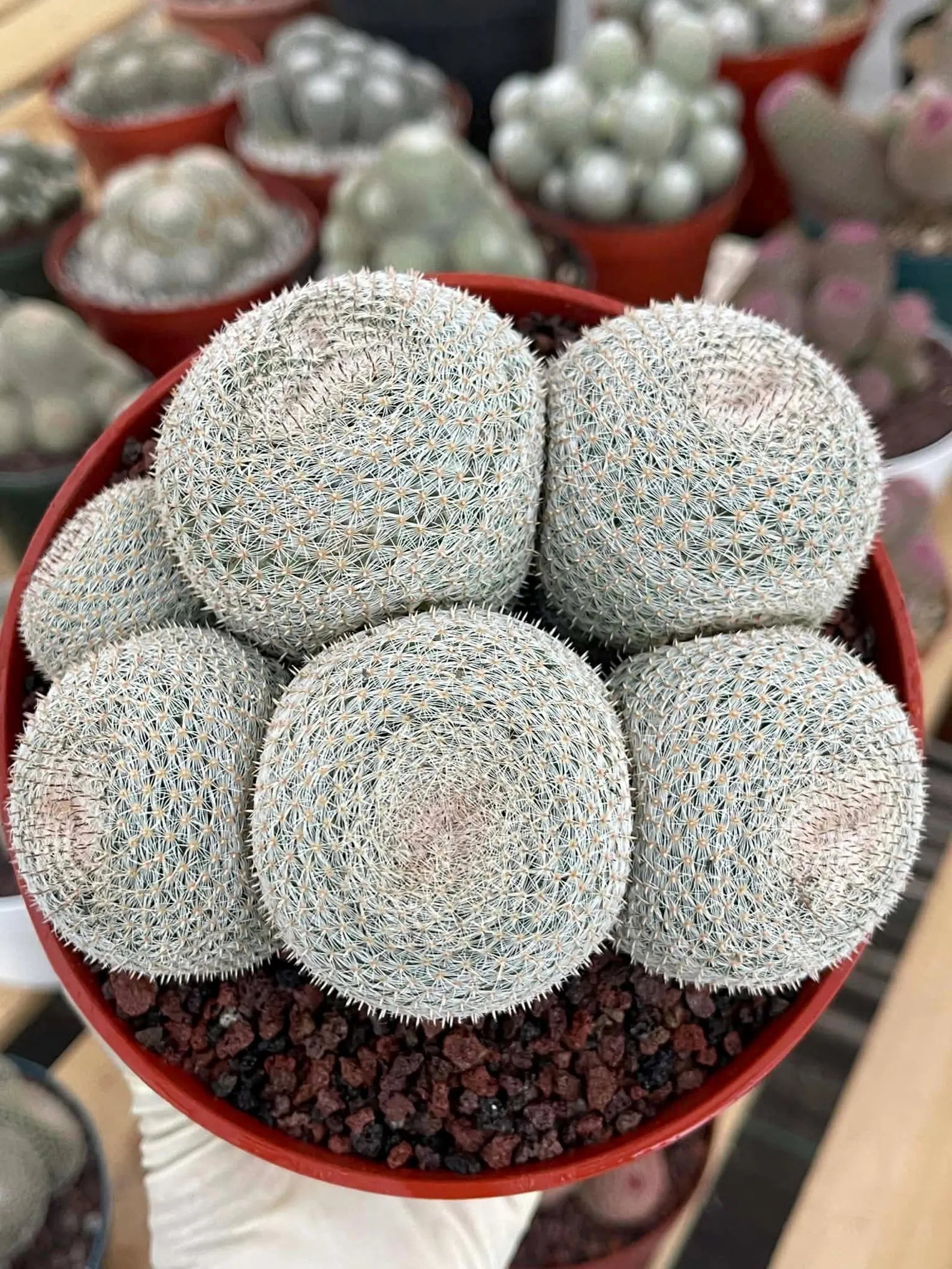Mammillaria Perbella Cluster Cactus #389