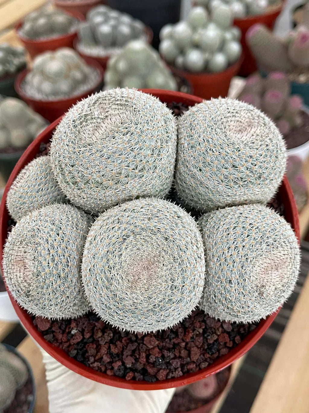 Mammillaria Perbella Cluster | Rare Specimen Cactus #389