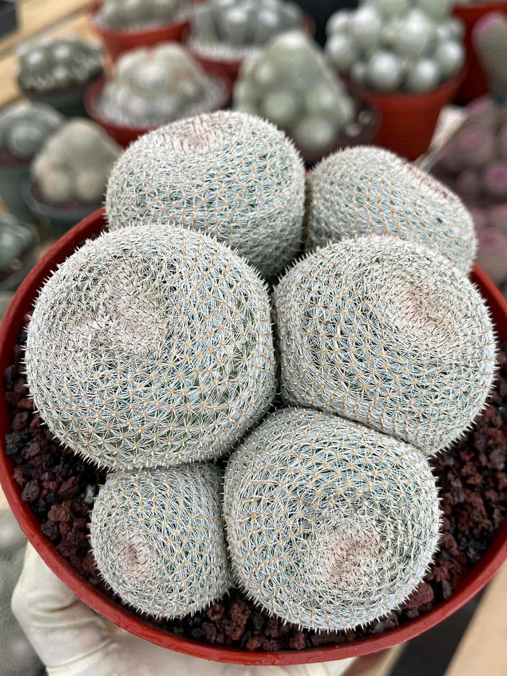 Mammillaria Perbella Cluster | Rare Specimen Cactus #389