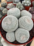 Mammillaria Perbella Cluster | Rare Specimen Cactus #389