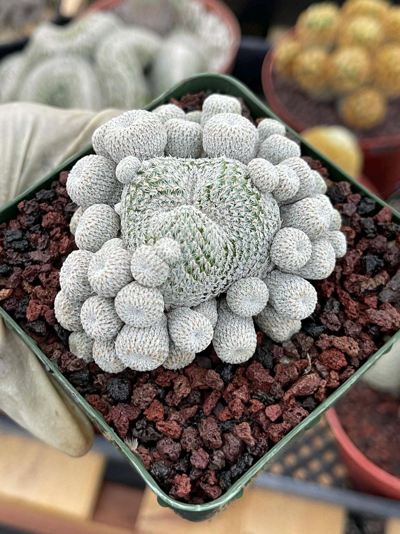 Epithelantha Micromeris Cluster #391 | Rare Live Cactus | Miniature Collector Cactus | 3.5" Pot Reference