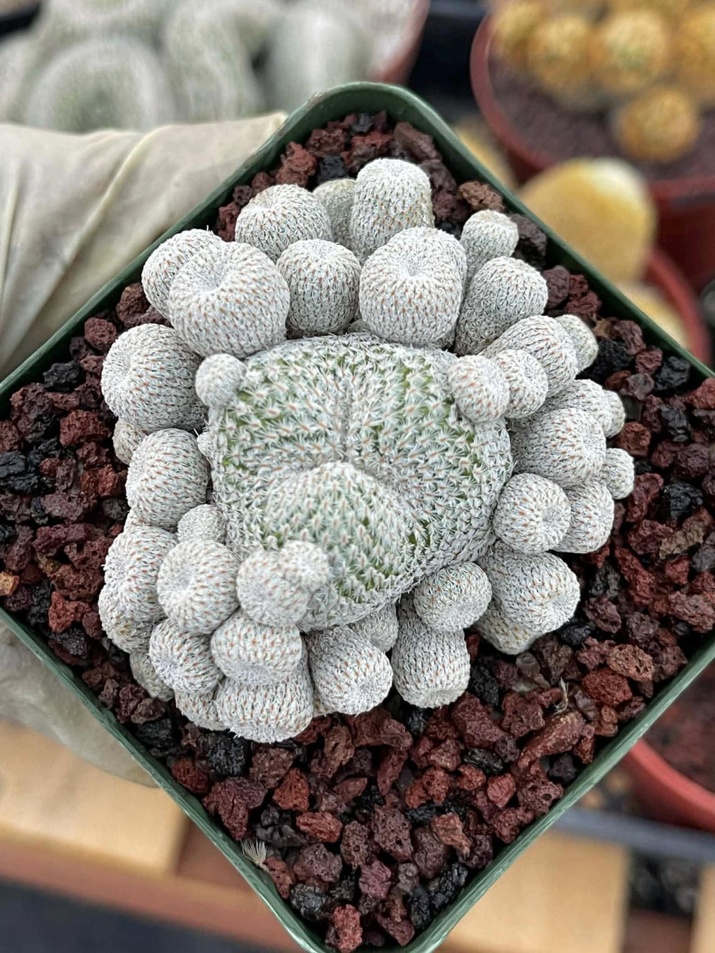 Epithelantha Micromeris Cluster #391 | Rare Live Cactus | Miniature Collector Cactus | 3.5" Pot Reference